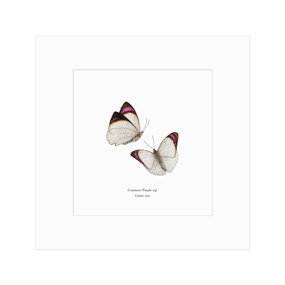 Common Purple-tip Butterfly Pair Print