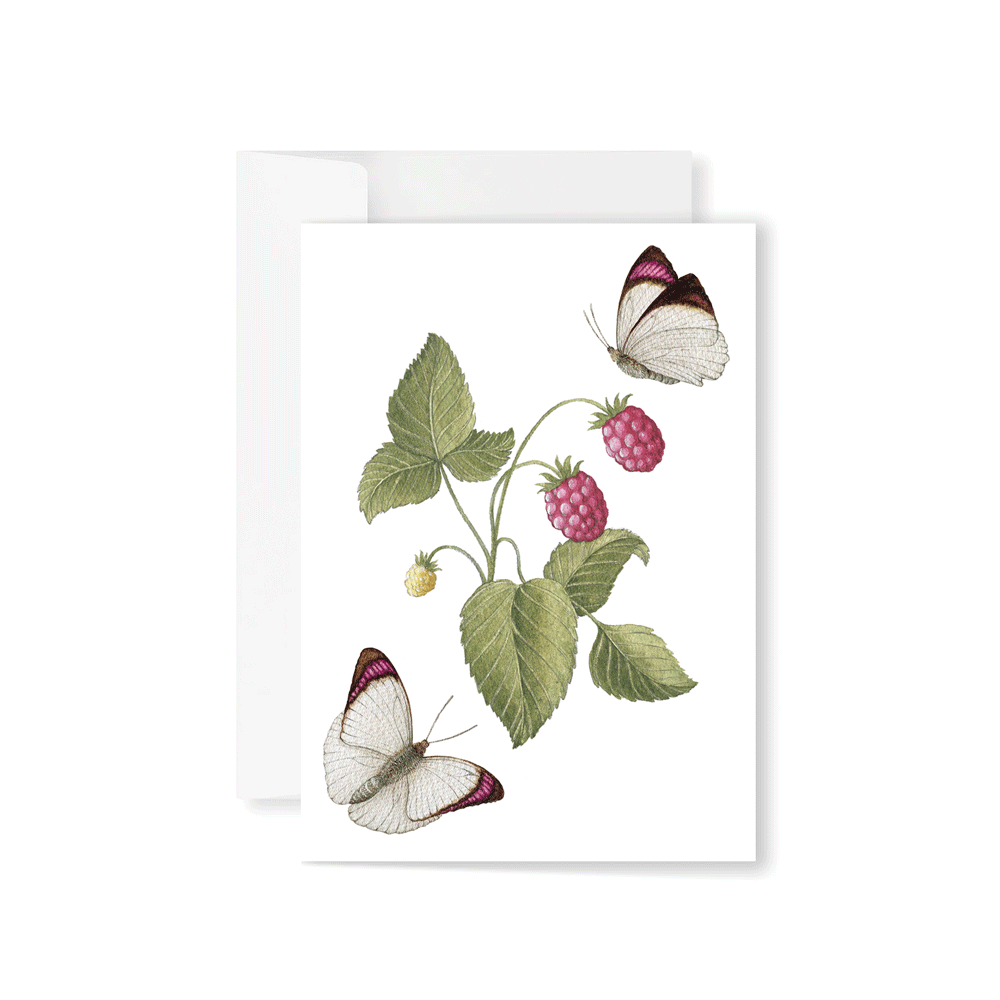 Raspberries with Common Purple-tip Butterflies Greeting Card