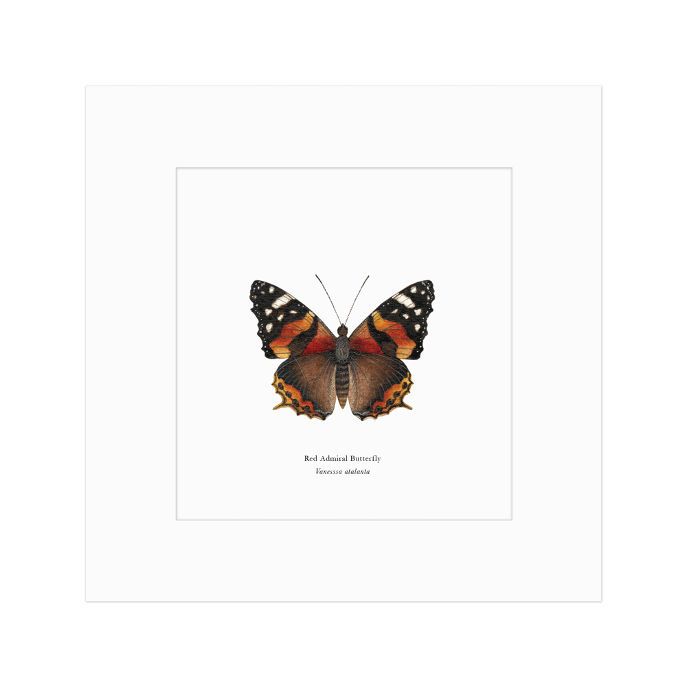 Red Admiral Butterfly Print