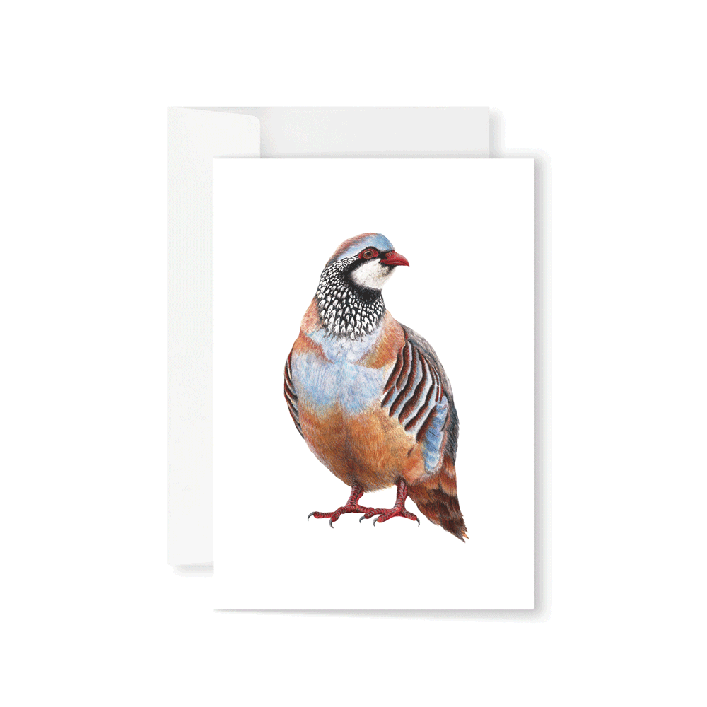 Red-legged Partridge Greeting Card