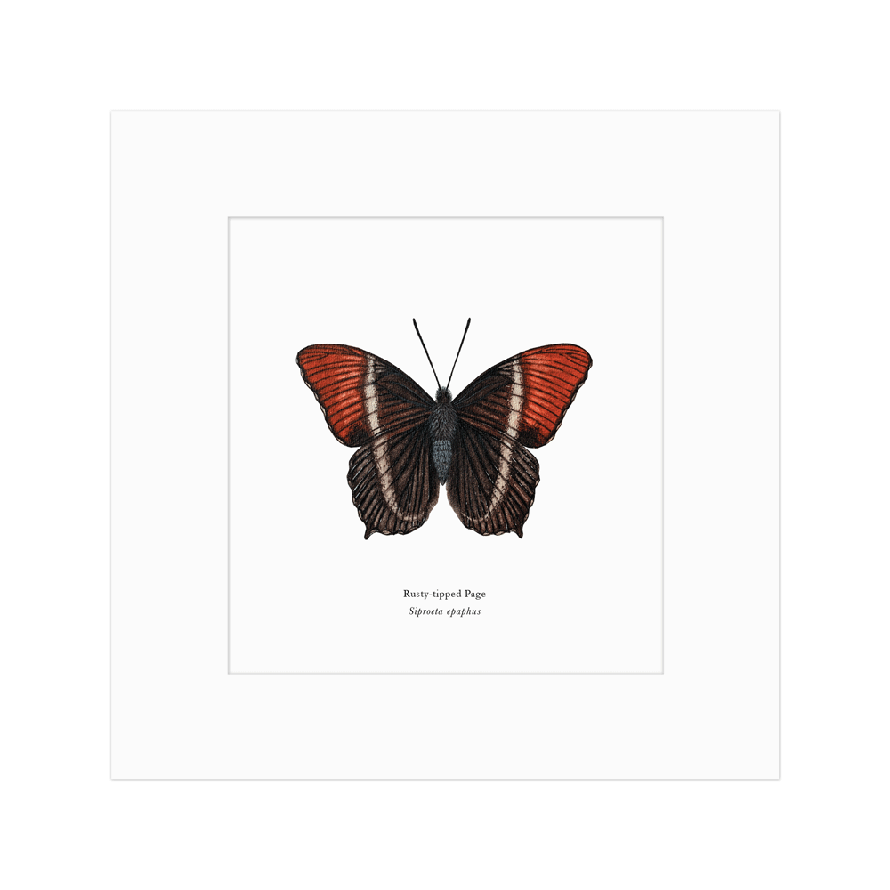 Rusty-tipped Page Butterfly Print