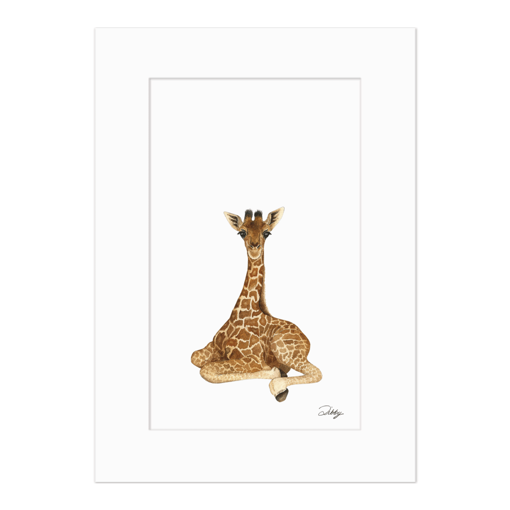 Baby Giraffe