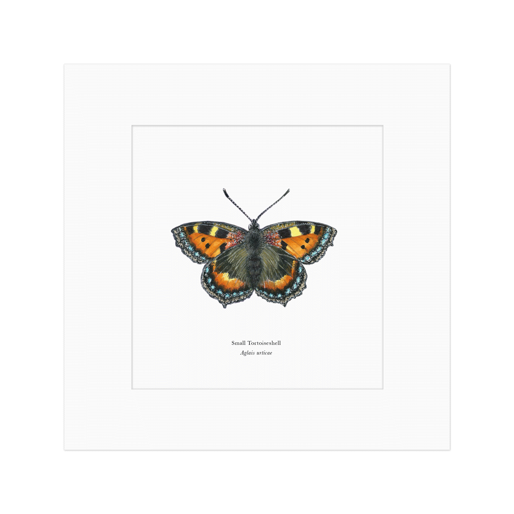 Small Tortoiseshell Butterfly Print