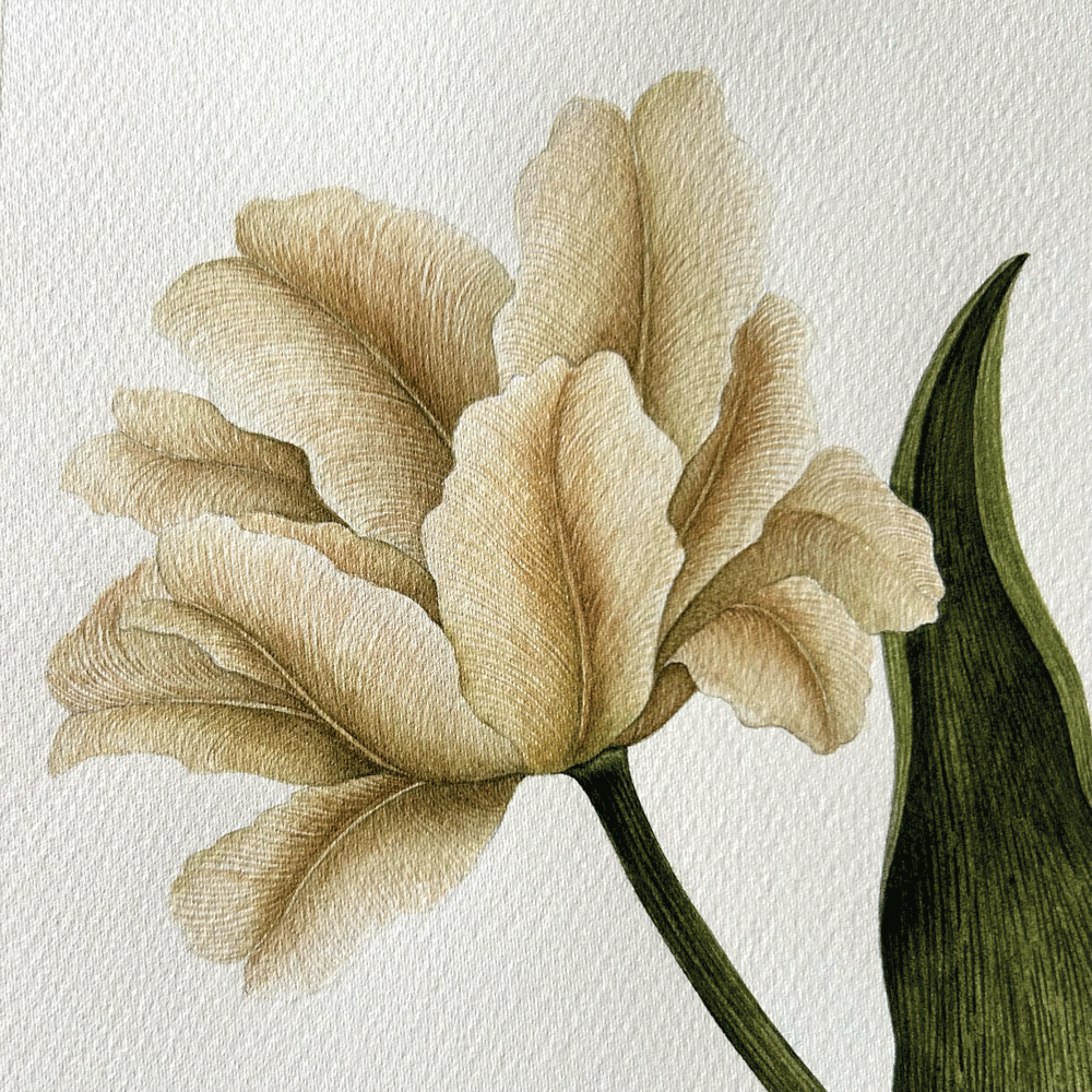 Tulipa 'White Parrot' - Unframed Original Painting
