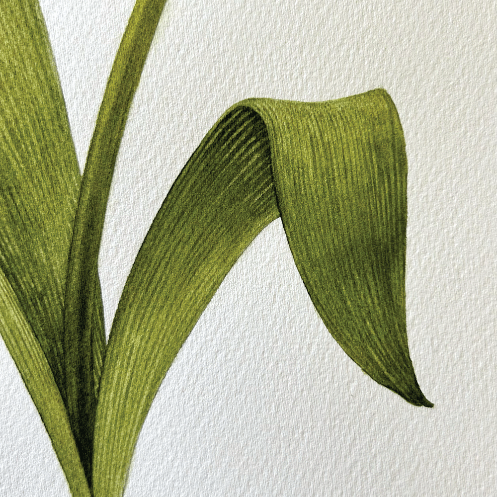 Tulipa 'Queen of Marvel' - Unframed Original Painting