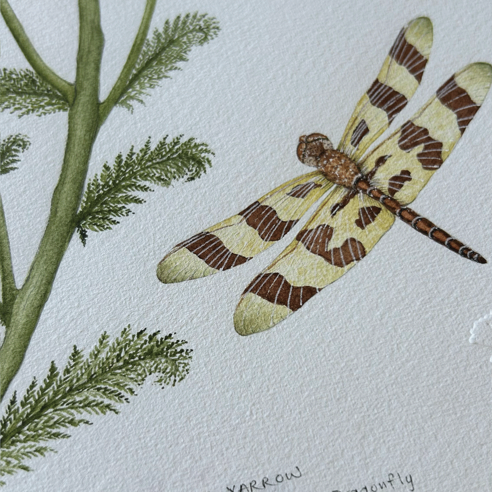 White Yarrow with Halloween Pennant Dragonfly - Framed Original Painting