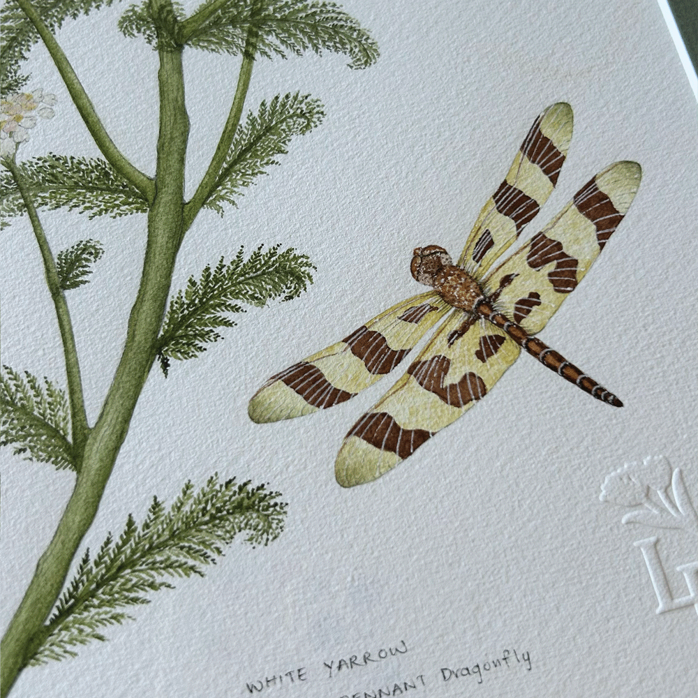 White Yarrow with Halloween Pennant Dragonfly - Framed Original Painting