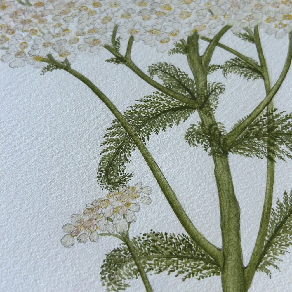 White Yarrow with Halloween Pennant Dragonfly - Framed Original Painting