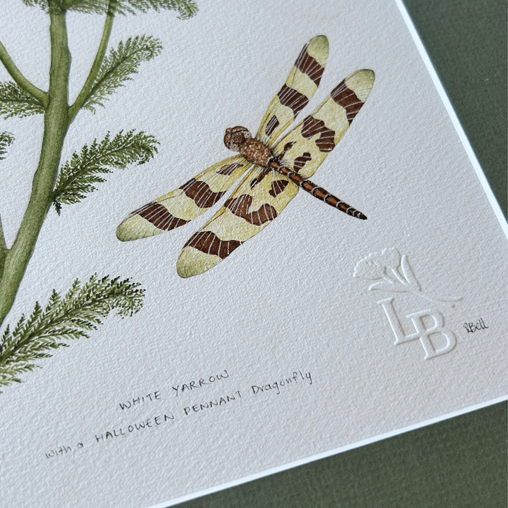 White Yarrow with Halloween Pennant Dragonfly - Framed Original Painting