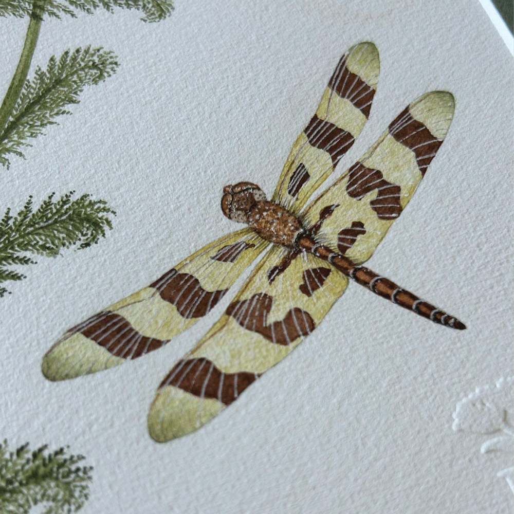 White Yarrow with Halloween Pennant Dragonfly - Framed Original Painting