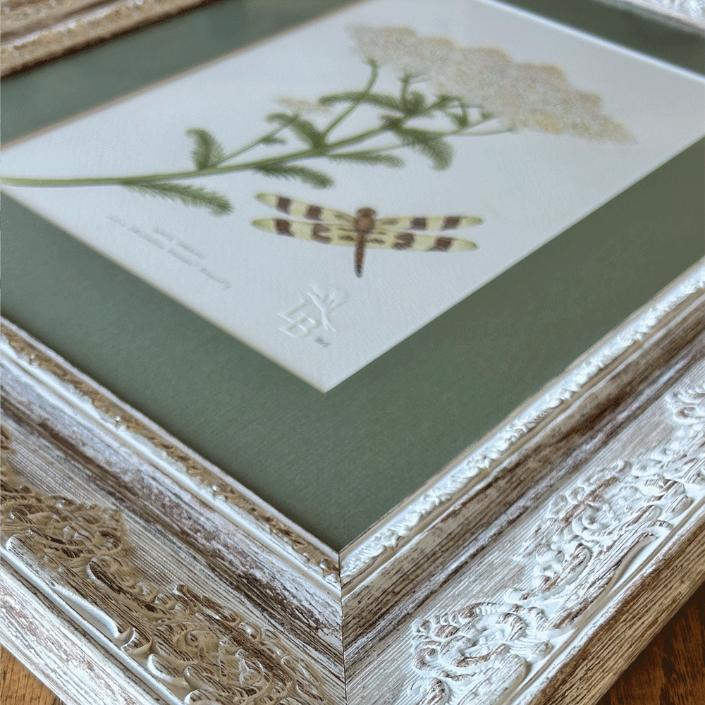 White Yarrow with Halloween Pennant Dragonfly - Framed Original Painting