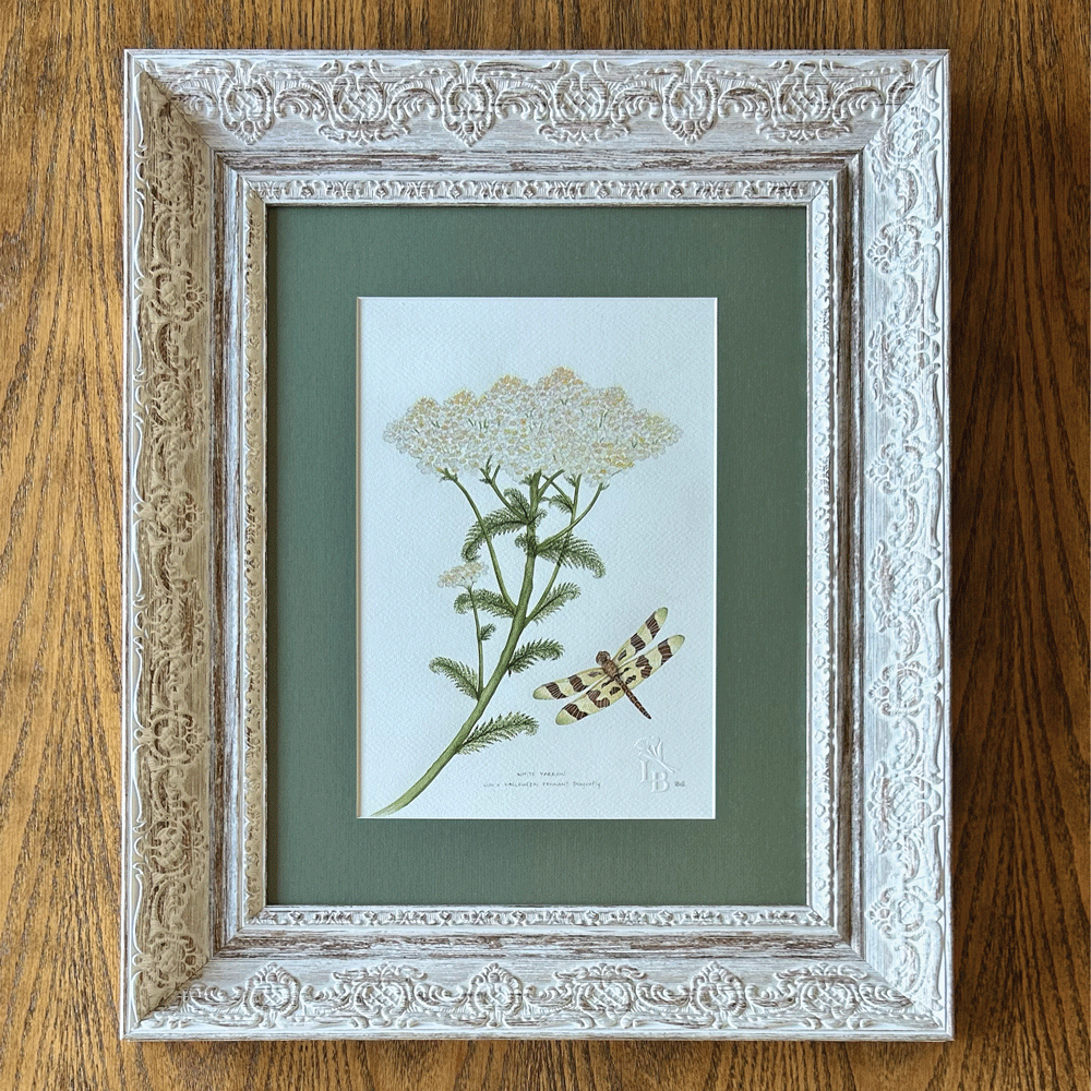 White Yarrow with Halloween Pennant Dragonfly - Framed Original Painting