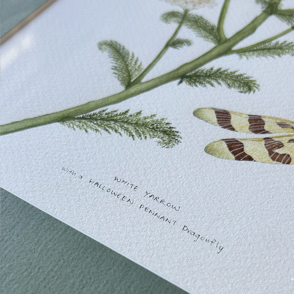 White Yarrow with Halloween Pennant Dragonfly - Framed Original Painting