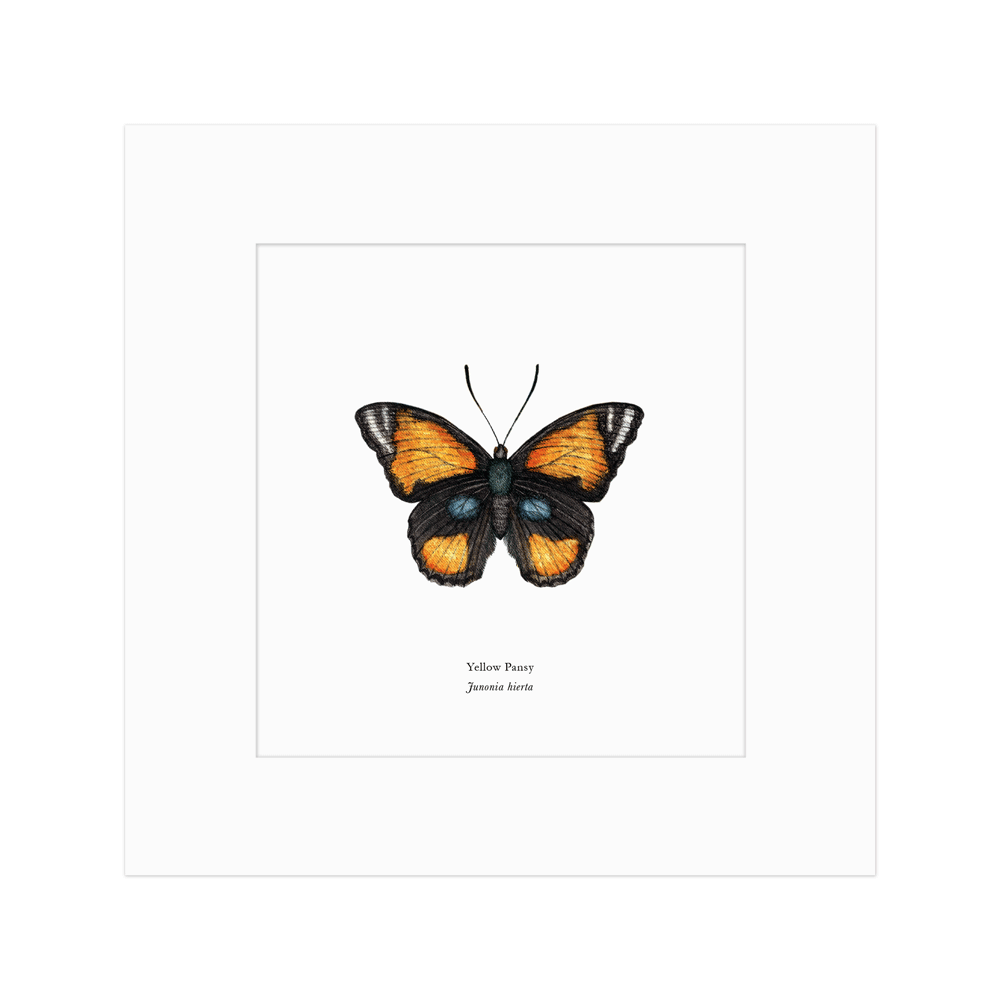 Yellow Pansy Butterfly Print