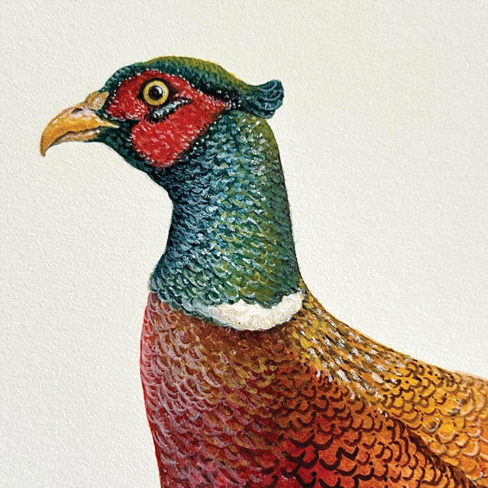 Balmoral Pheasant - Unframed Original Painting