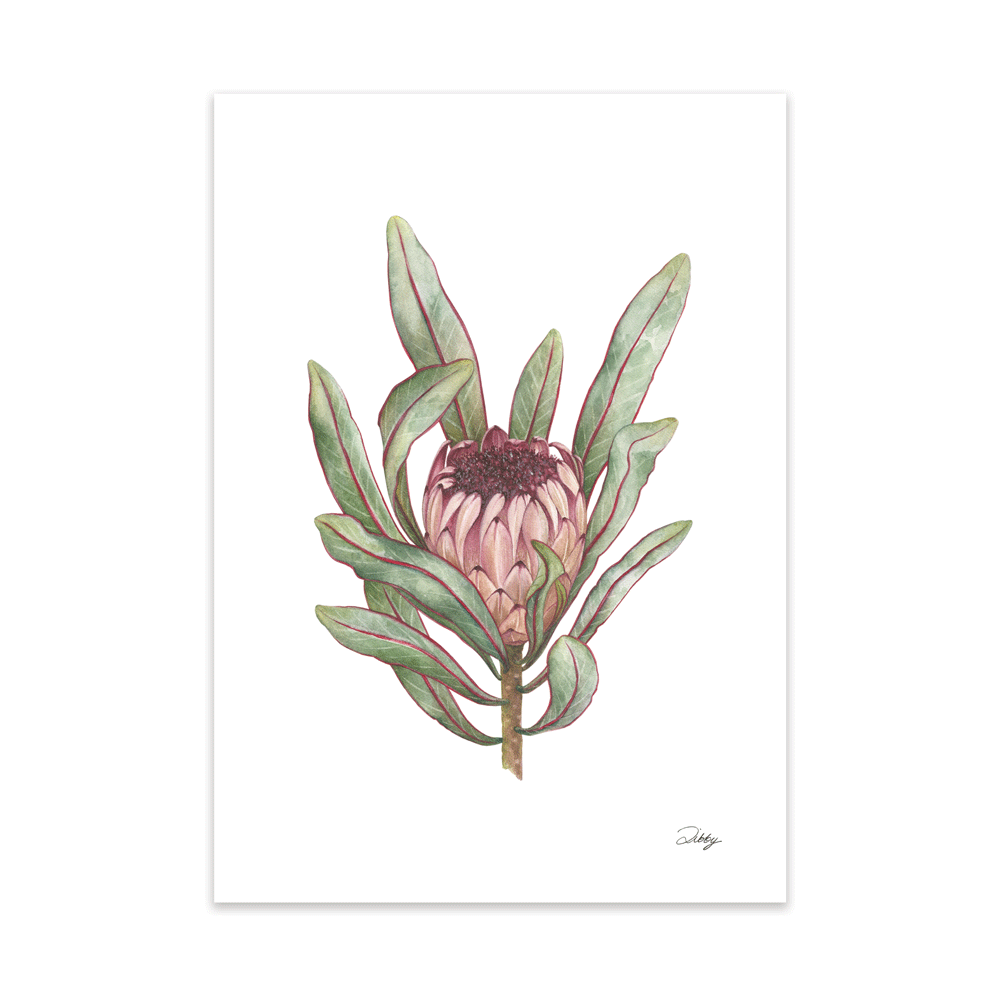Strap-leaved Sugarbush (Lorifolia) Print