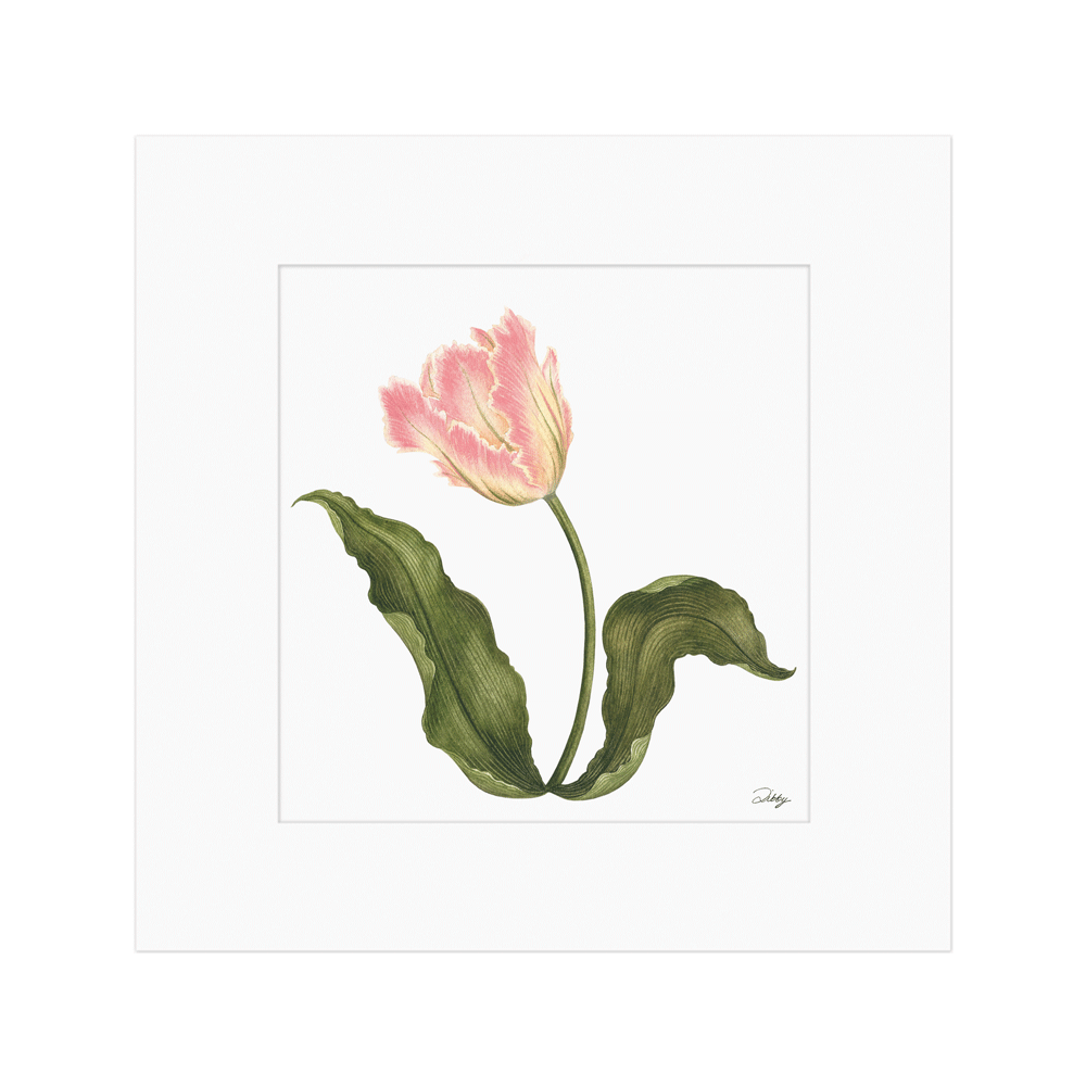 Blushing Parrot Tulip ii Print