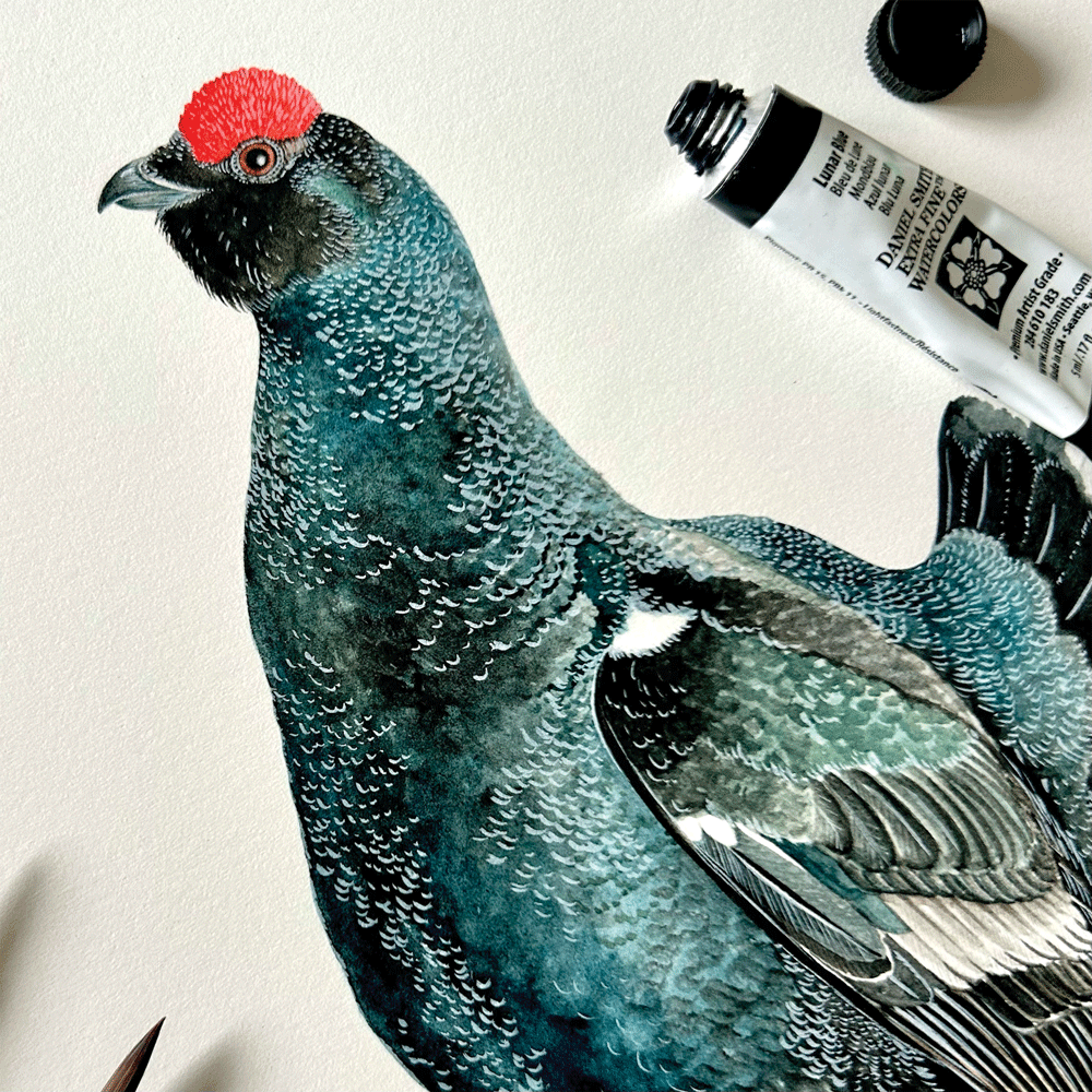 Black Grouse - Unframed Original Painting