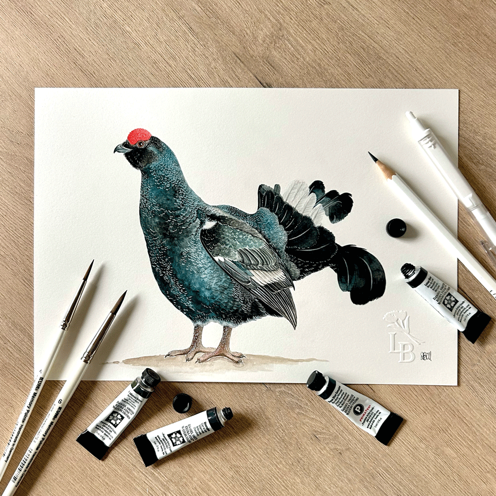 Black Grouse - Unframed Original Painting