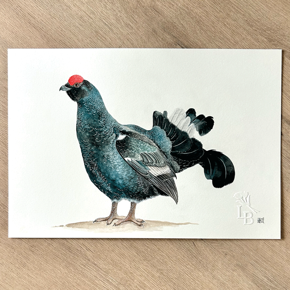 Black Grouse - Unframed Original Painting