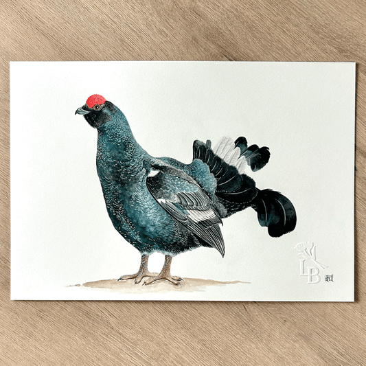 Black Grouse - Unframed Original Painting