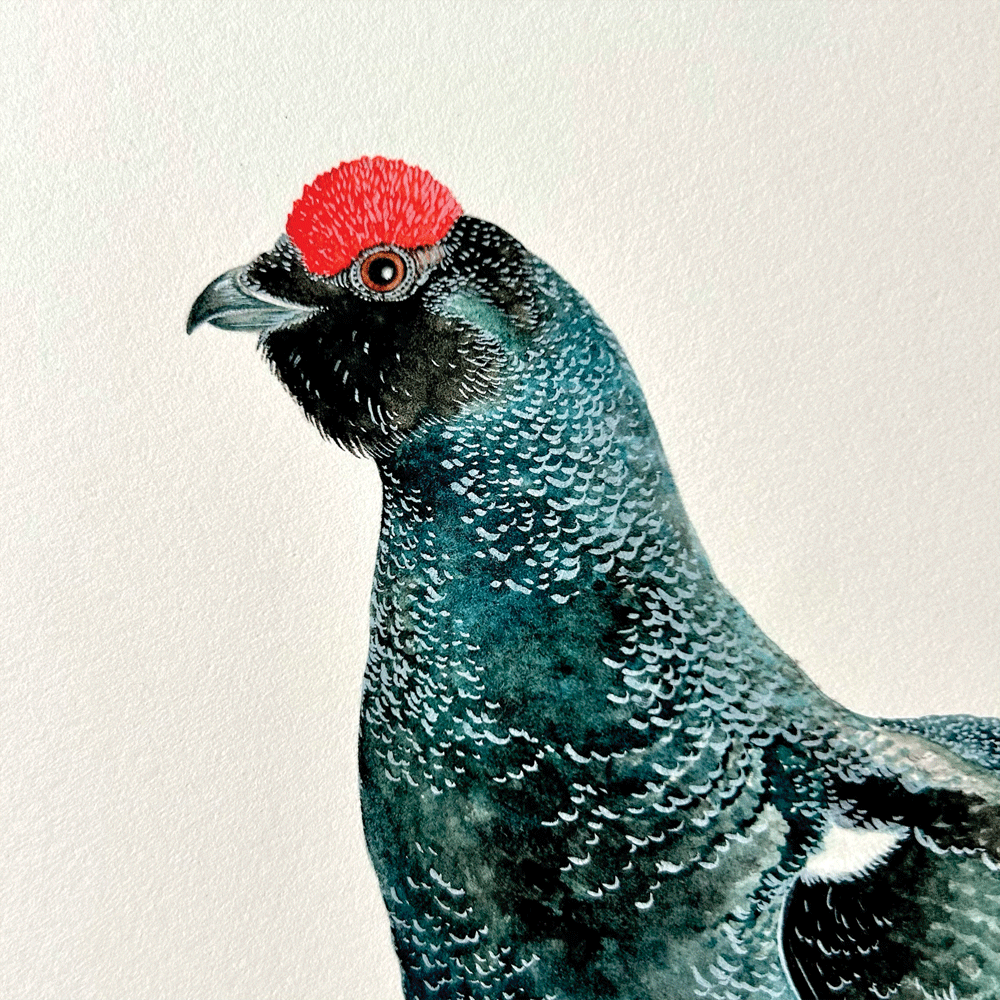Black Grouse - Unframed Original Painting