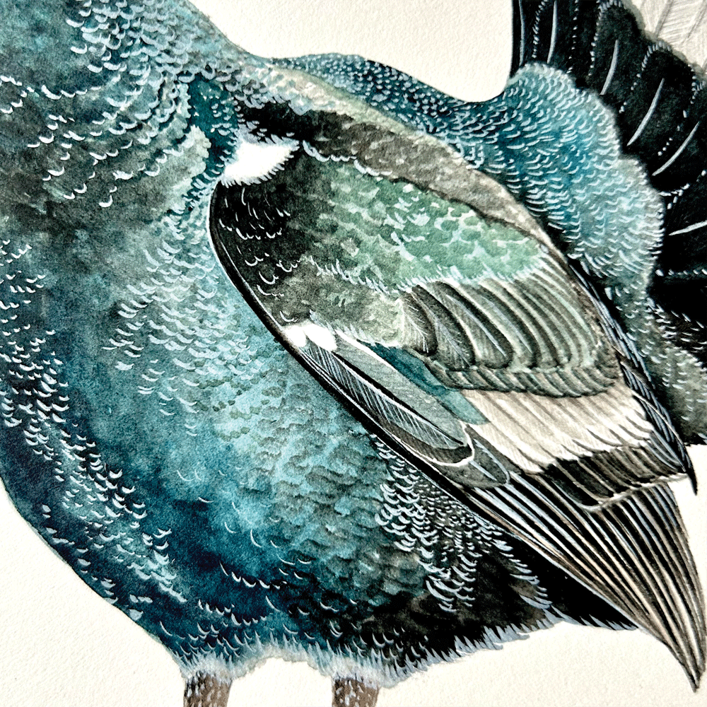 Black Grouse - Unframed Original Painting