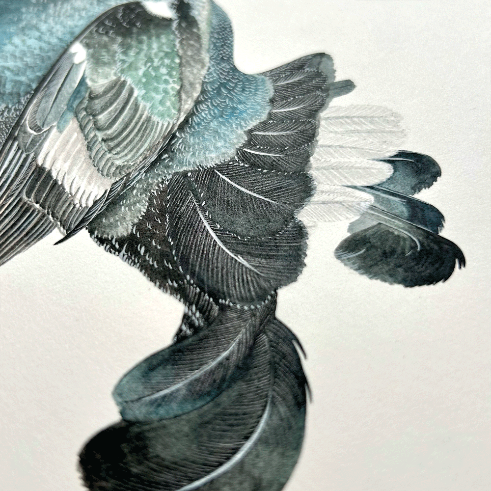 Black Grouse - Unframed Original Painting
