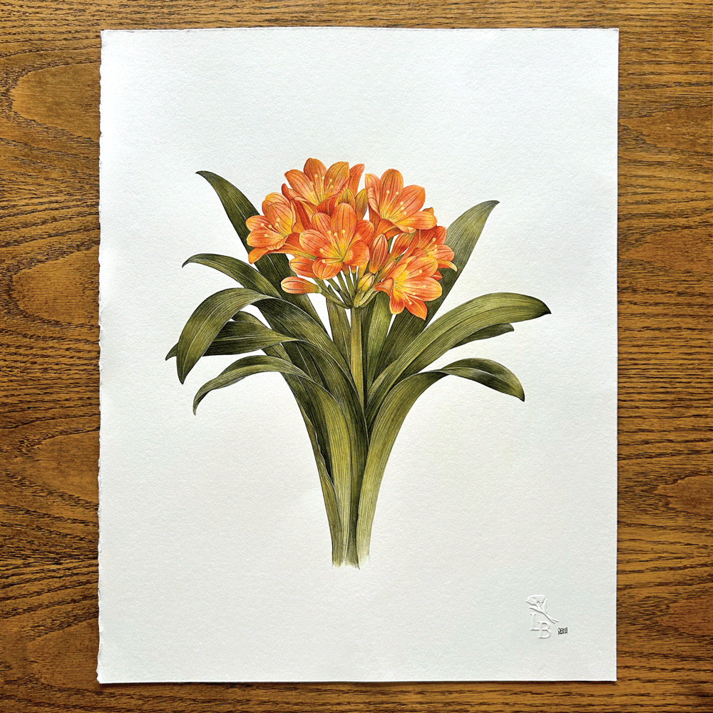 Clivia miniata - Unframed Original Painting