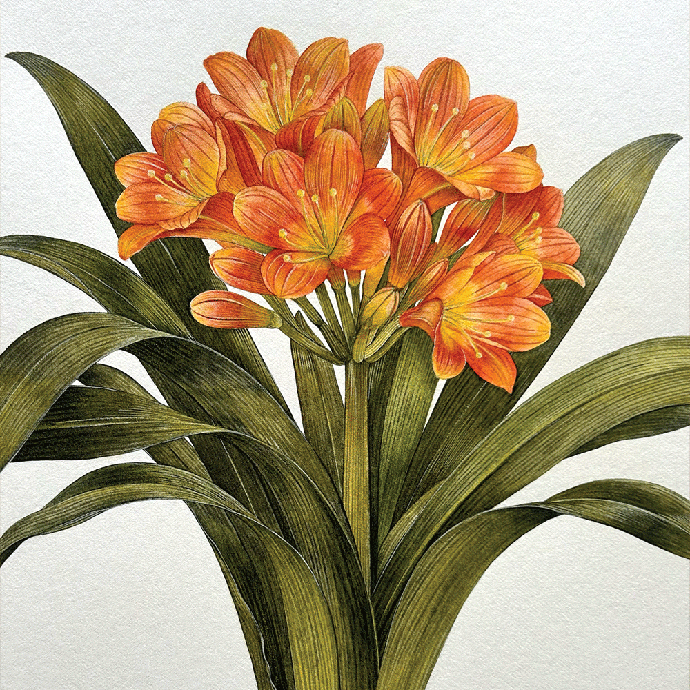 Clivia miniata - Unframed Original Painting