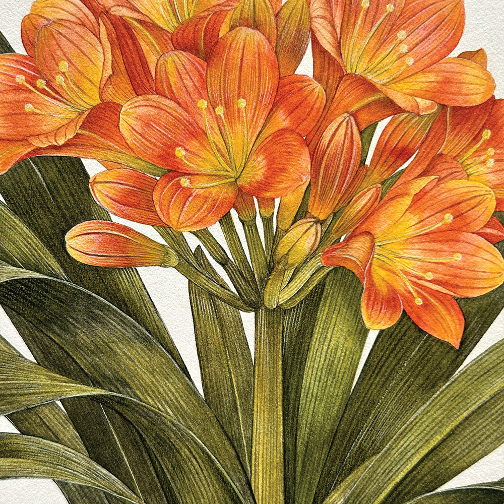 Clivia miniata - Unframed Original Painting