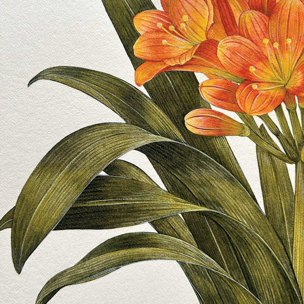 Clivia miniata - Unframed Original Painting