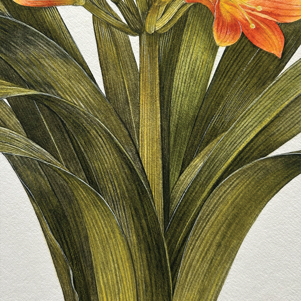 Clivia miniata - Unframed Original Painting