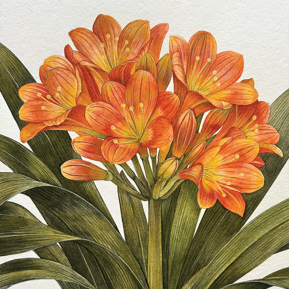 Clivia miniata - Unframed Original Painting