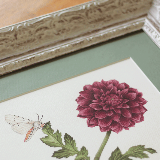 Burgundy Dahlia "Arabian Nights" with two Salt Marsh Moths - Framed Original Painting