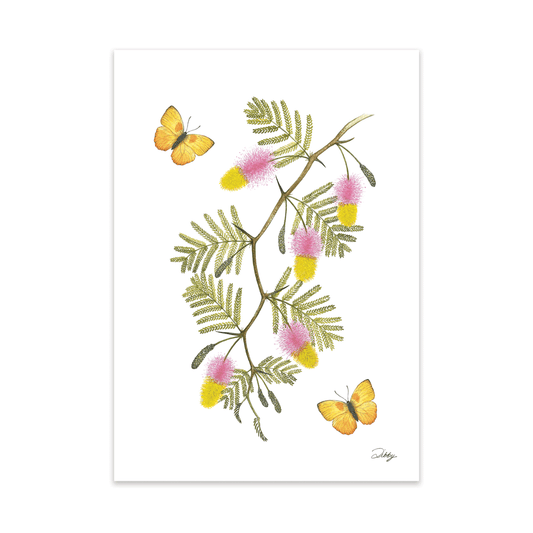 Sickle Bush Blossoms with yellow butterflies Print
