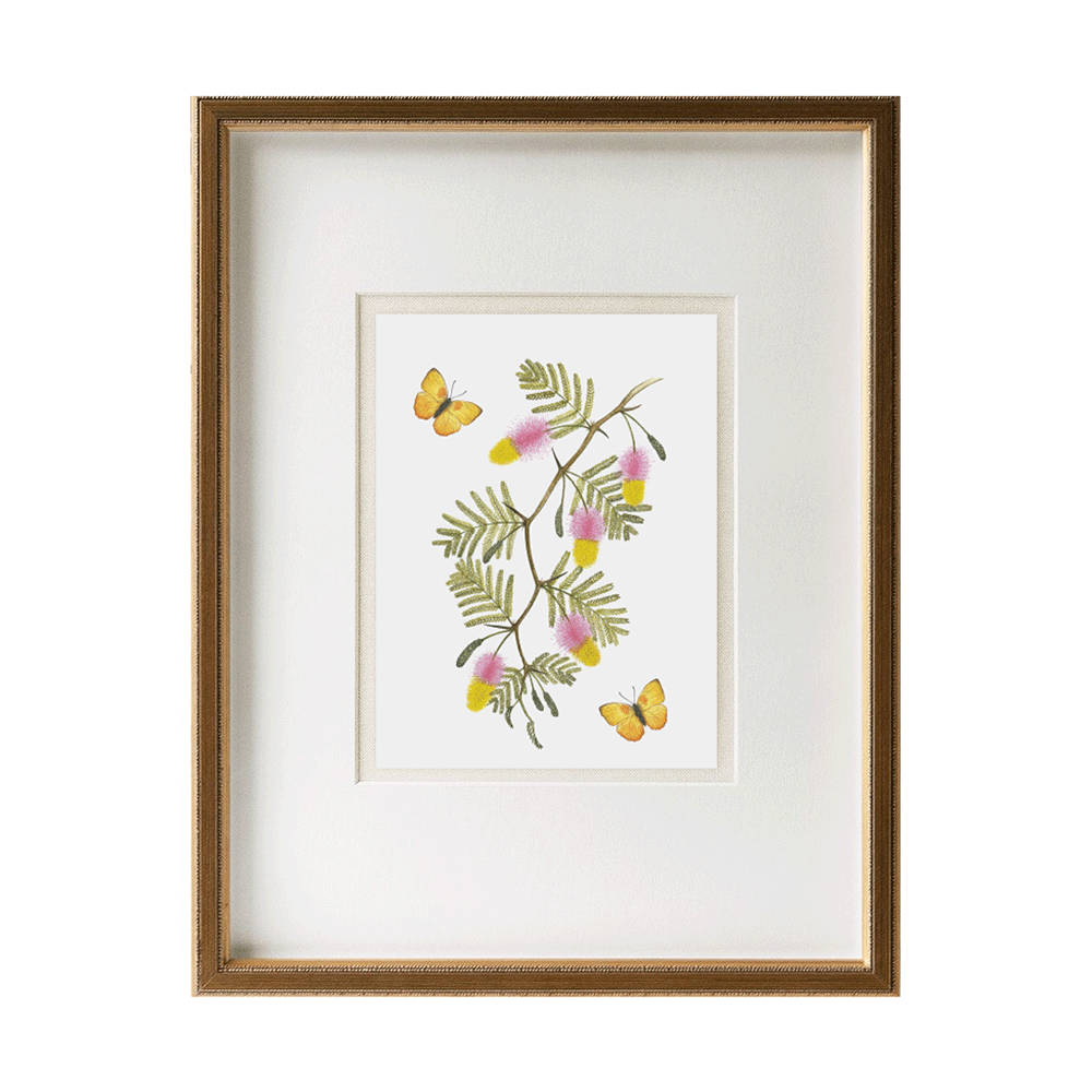 Sickle Bush Blossoms with yellow butterflies Print
