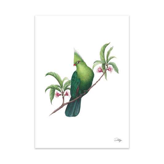 Livingstone's Turaco with Cherry Blossoms Print