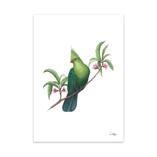 Beautiful Birds