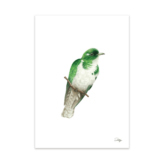 Klaas's Cuckoo Print
