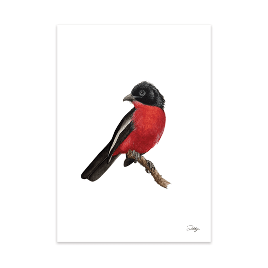 Crimson-Breasted Shrike Print