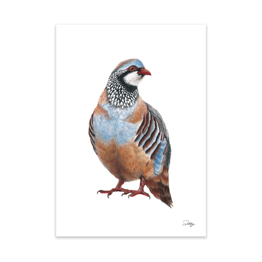 Red-Legged Partridge Print