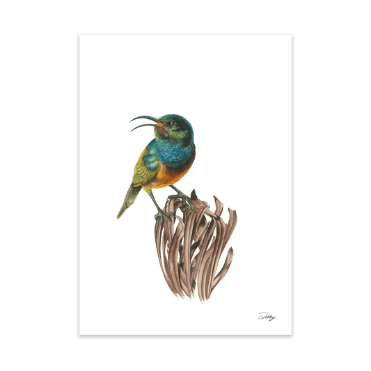 Orange-Breasted Sunbird & Protea Print