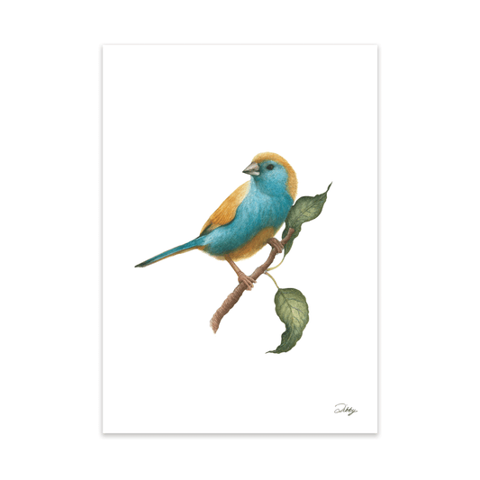 Blue Waxbill Print