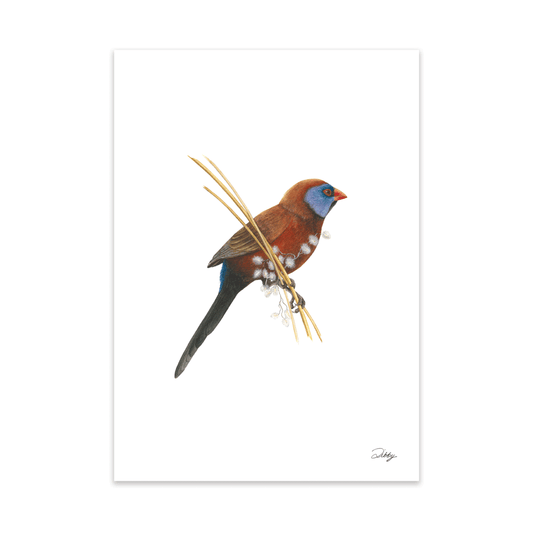 Violet-Eared Waxbill Print