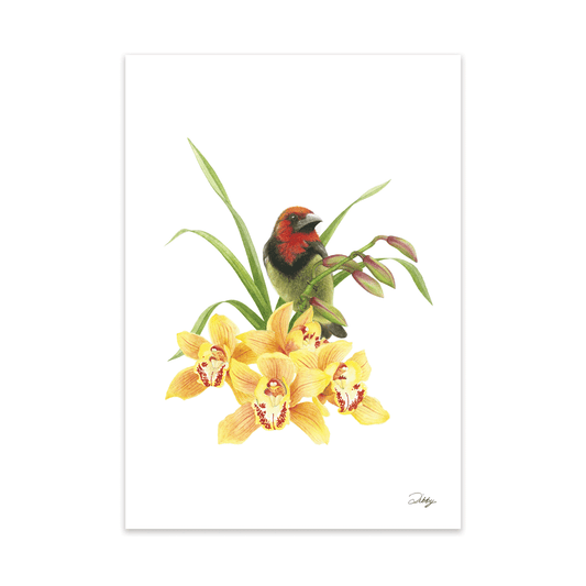 Collared Barbet with Orchids Print