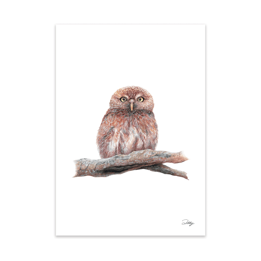 Pearl-Spotted Owl Print
