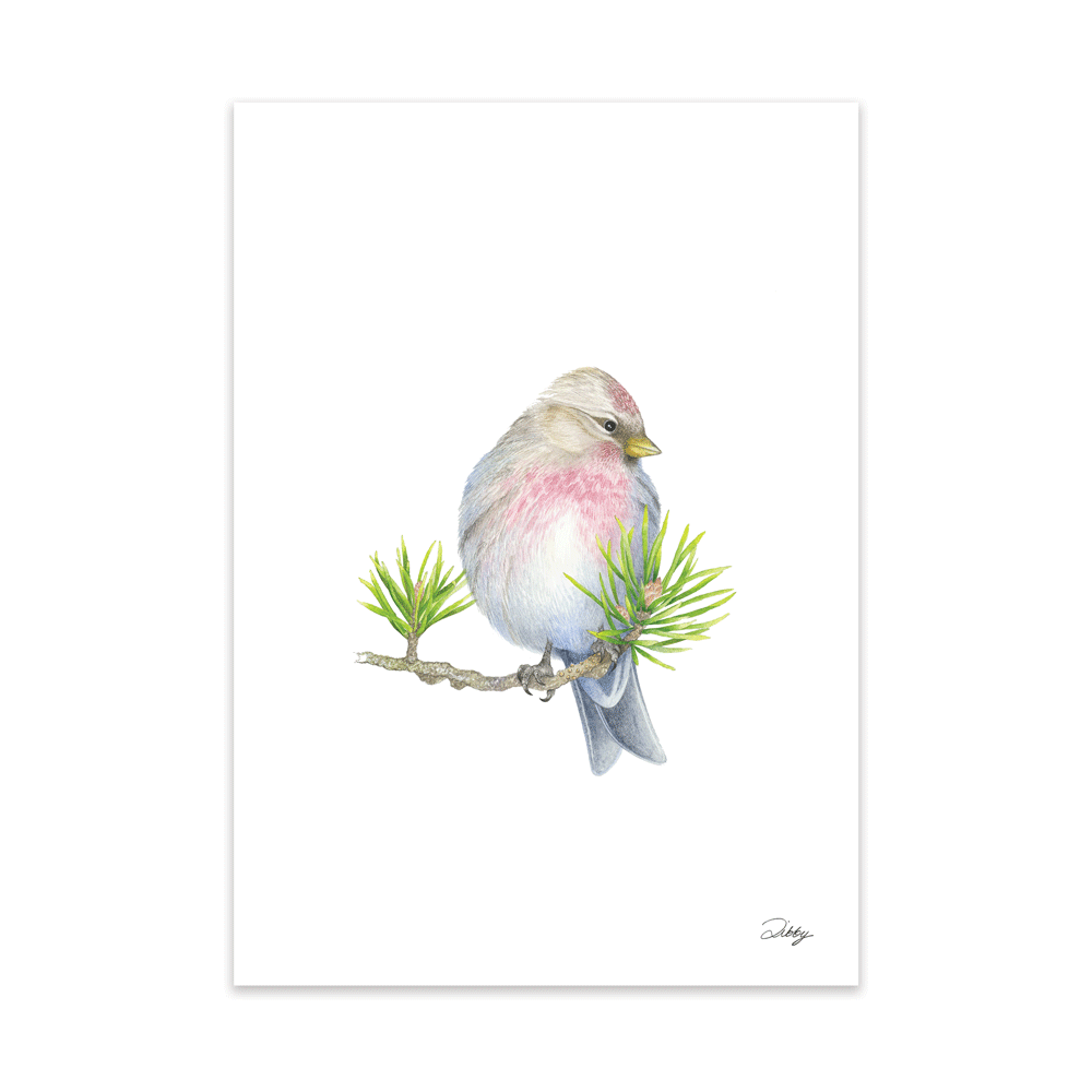 Common Canadian Redpoll Print