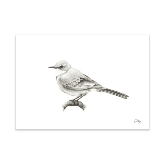 Cape Wagtail Print