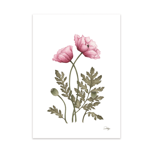 “Apricot Oriental” Poppies Print